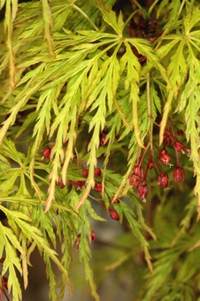 Acer palmatum cultivar - highly dissected (almost compound) leaves, and small flowers.