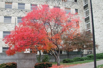 Acer ginnala - University of Kansas campus, fall color