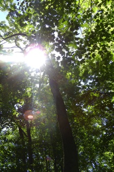 Sunlight streaming though maples in Sacred Grove.
