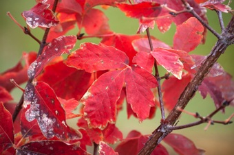 Acer griseum - fall color