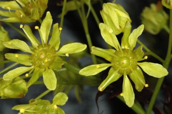 Acer plantanoides - functionally male flowers