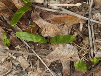 Acer plantanoides - germinating seedlings