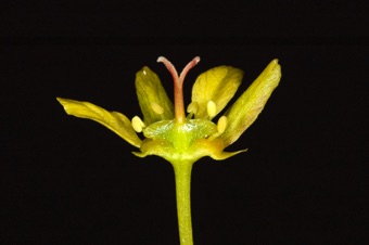 Acer plantanoides - section through a functionally female flower