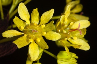 Acer plantanoides - functionally female flowers