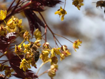 Acer plantanoides - bee pollination; the bee has pollen in its basket, which means its foraging for pollen, not nectar
