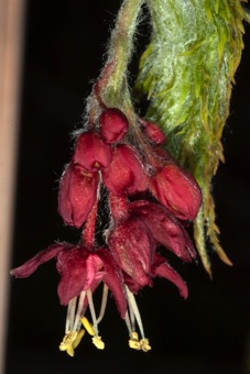 Acer japonicum - flowers