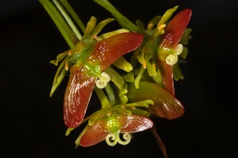 Acer glabrum - maturing samaras