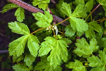 Acer glabrum - this species sometimes has simple leaves, sometimes compound, and sometimes both.