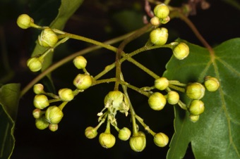 Acer seminovi - cymose inflorescence