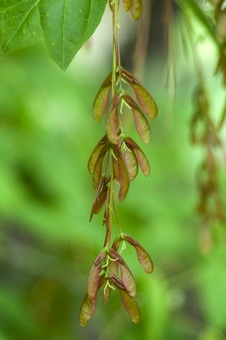 Acer nigrum - maturing fruits