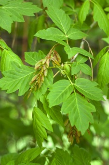 Acer nigrum (box elder) - compound trifoliate leaves