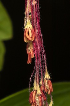 Acer nigrum - functinally male flowers