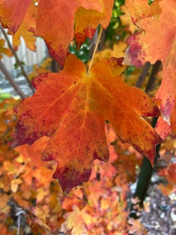 Acer grandidentatum - fall color