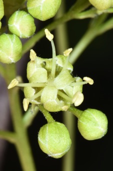 Acer ginnala - flower