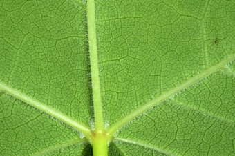 Acer grandidentatum - abaxial leaf showing palmate primary veins and reticulate minor veins.