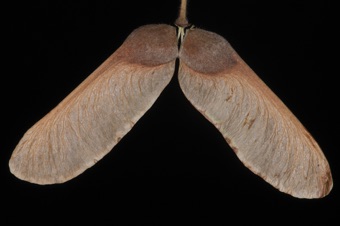Acer griseum - schizocarp of two samaras