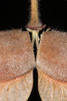 Acer griseum -carpophores leading to two mericarps of schizocarpic fruit