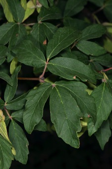 Acer griseum - opposite trifoliate leaves