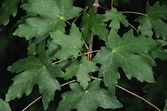 Acer grandidentatum - opposite palmately veined simple leaves