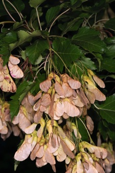 Acer ginnala - fruits