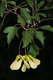 Acer seminovi