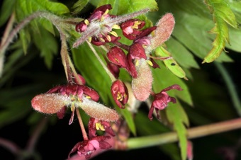 Acer japonicum - flowers with maturing fruits