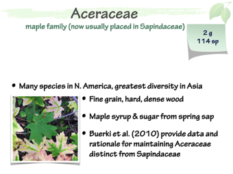 Acer01.png