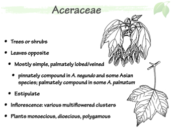 Acer03.png