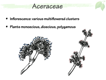 Acer04.png