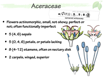 Acer05.png