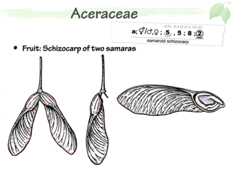 Acer06.png