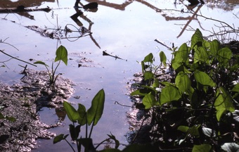 Sagittaria sp. from North Carolina