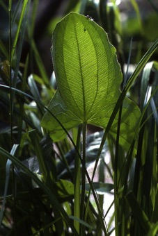 Sagittaria sp. from North Carolina; parallel venation as is common in monocots
