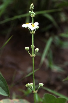 Sagittaria sp. from North Carolina; male inflorescence (verticulate)