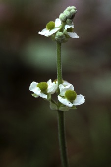Sagittaria sp. from North Carolina; female inflorescence