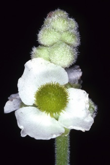 Sagittaria sp. from North Carolina; female flowers