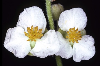 Sagittaria sp. from North Carolina; male flowers
