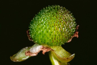 Sagittaria - California; female flower with many free carpels