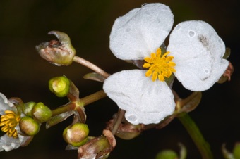 Sagittaria - California; male flower
