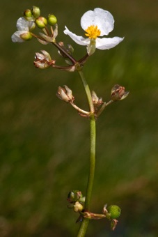 Sagittaria - California