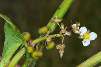 Sagittaria cuneata - inflorescence