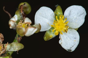 Sagittaria cuneata - male flower with somewhat laminar stamens