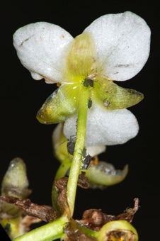 Sagittaria cuneata - flower from the back