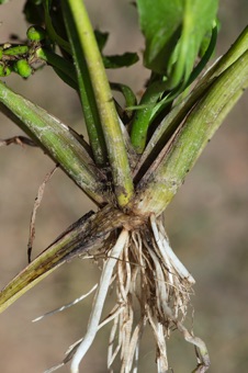 Sagittaria cuneata - sheathing leaves at plat base with fibrous roots.
