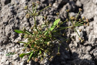 Alisma plantago-aquatica; Payson Canyon, UT