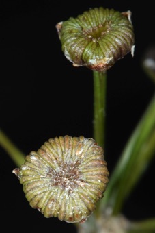 Alisma plantago-aquatica; Payson Canyon, UT