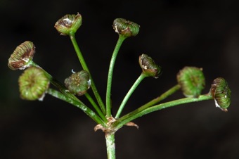 Alisma plantago-aquatica; Payson Canyon, UT