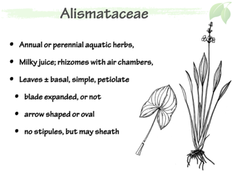 Alismat02.png