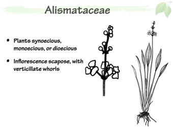 Alismat03.png