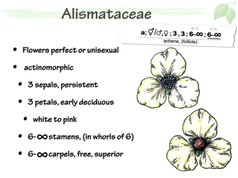 Alismat04.png
